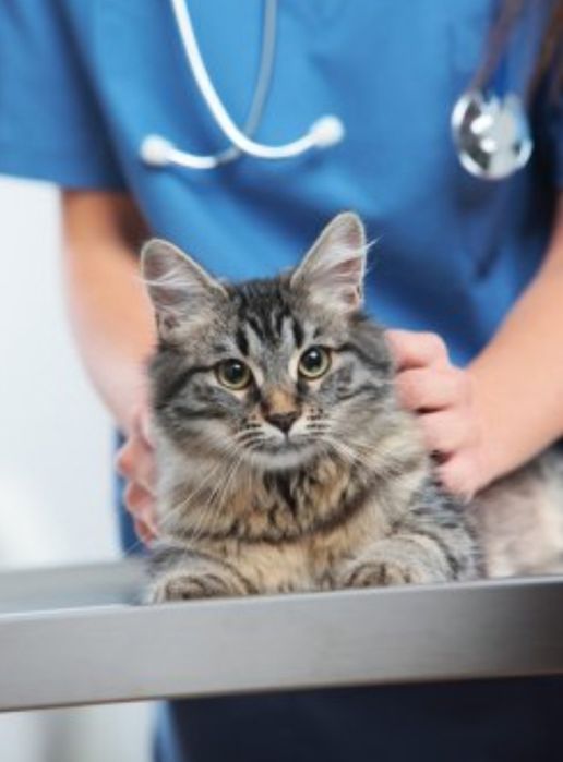 Ветеринарный врач