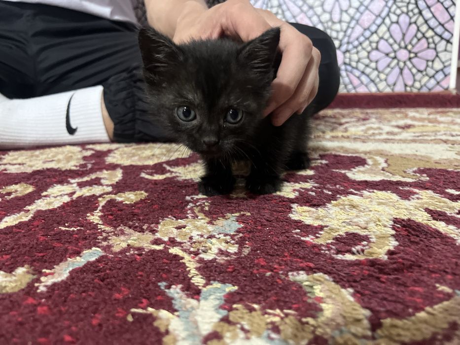 Отдам котенка, девочка в добрые оуки