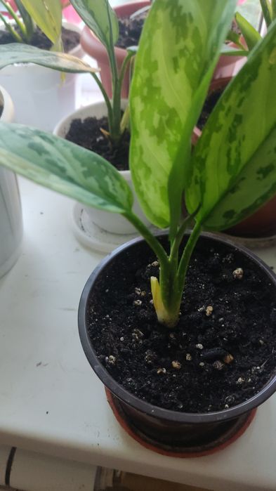 Продам цветы комнатные.