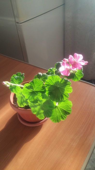 Герань комнатная