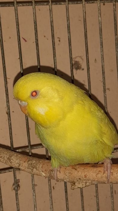 Попугай выставочный