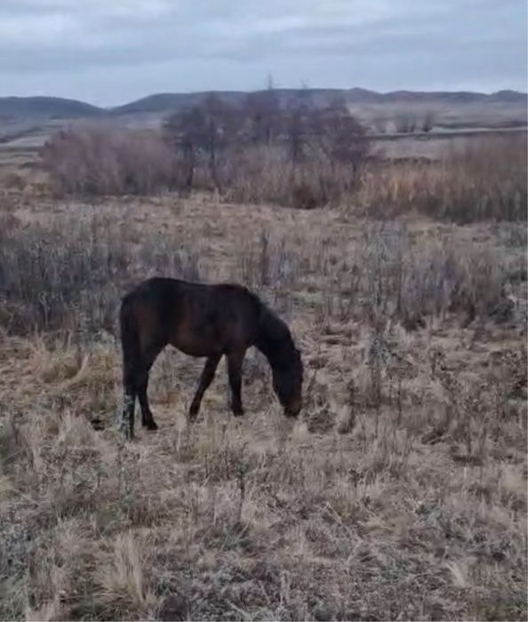 Жабағы сатылады еркек