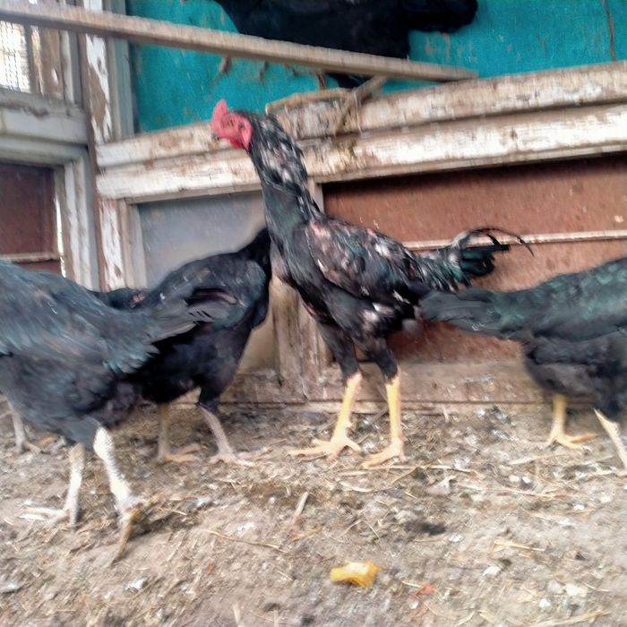 Дакендер сатылады