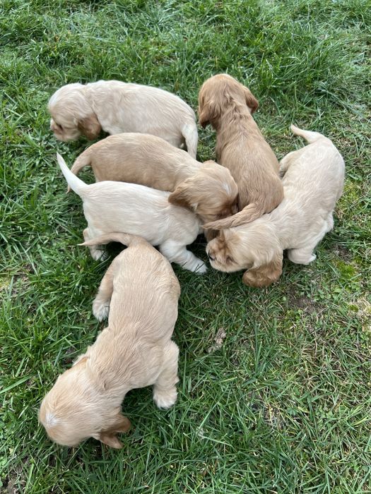 Кокер шпаньол