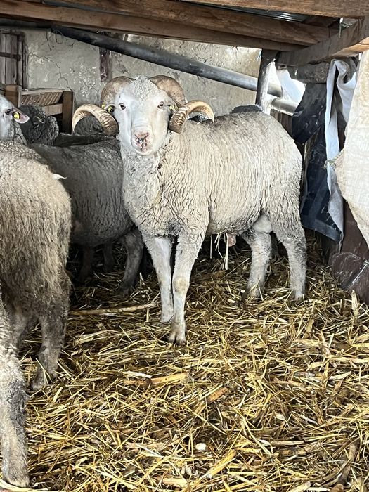 Vand berbec la al 4 lea miel