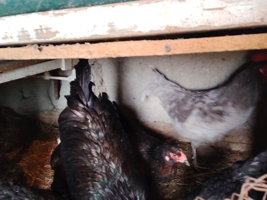 Joydori tovuqlar tezda sotiladi