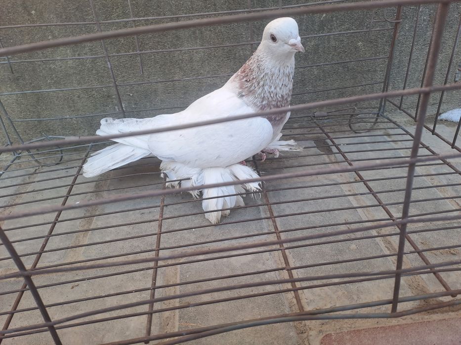 Голубка челкарка,летняя