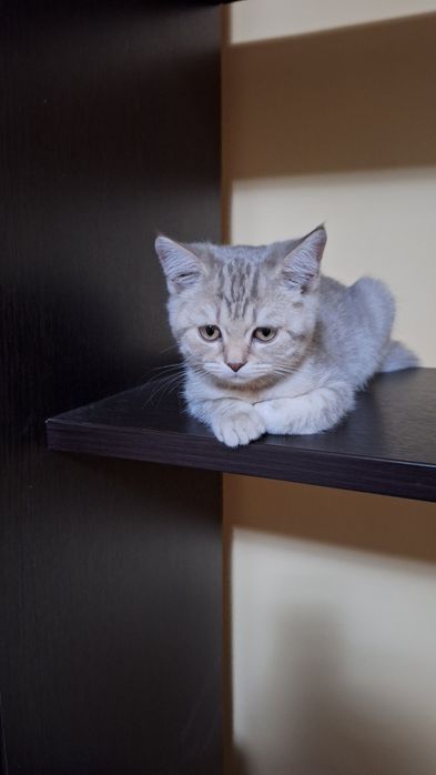 Котенок шотландский