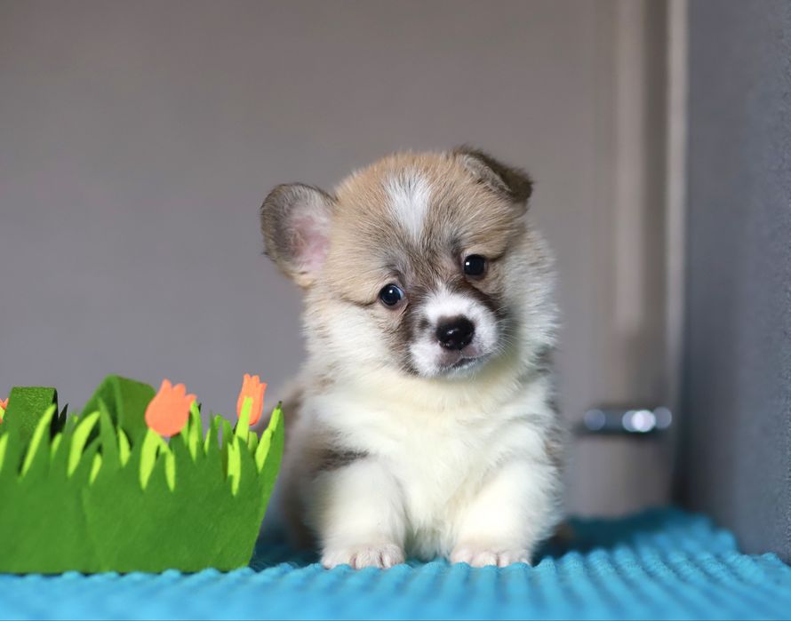 Щенки вельш-корги пемброк