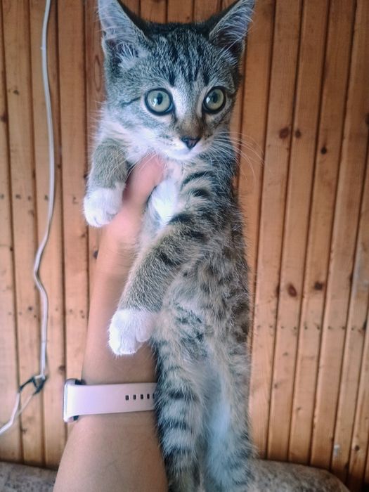 Отдам котенка в добрые руки