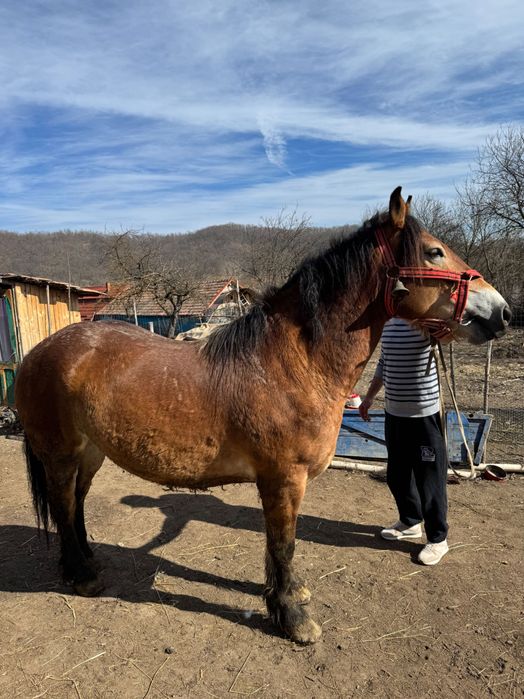 Cal de 4 ani, de vanzare rog seriozitate!