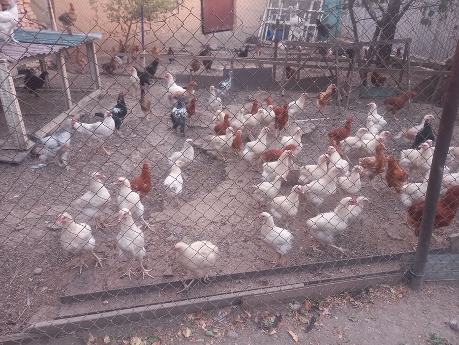 3,4 айлық тауықтар