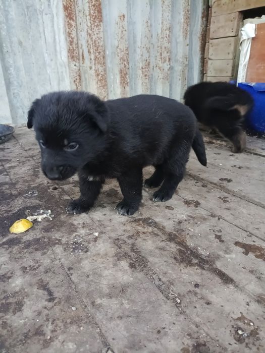 Щенки немецкой овчарки