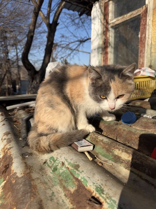 Пристраивается котенок