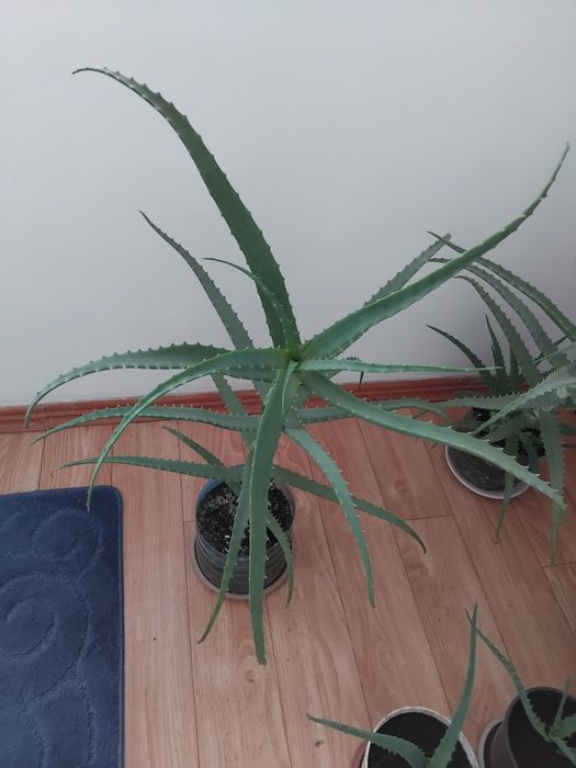 Алоэ столетник целебный 5 лет.