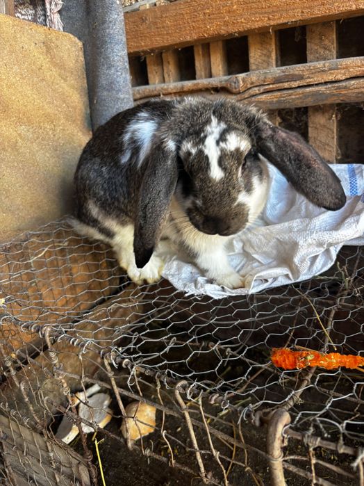 Femela berbec german