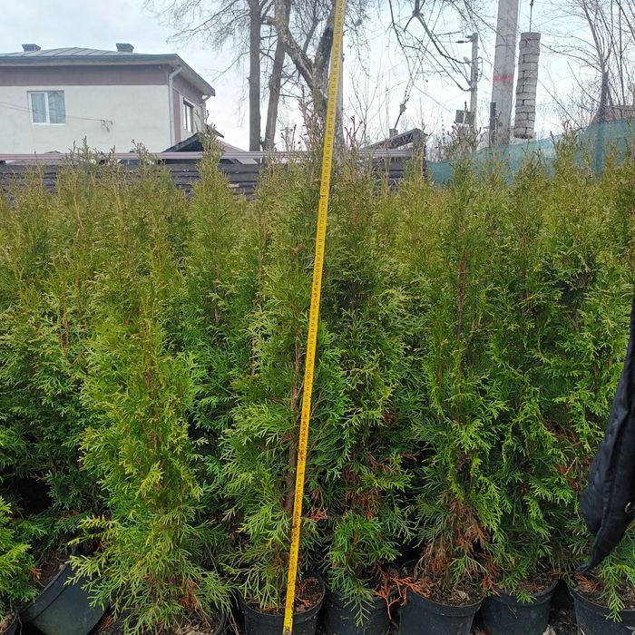 Tuia smaragd 90 cm-1m