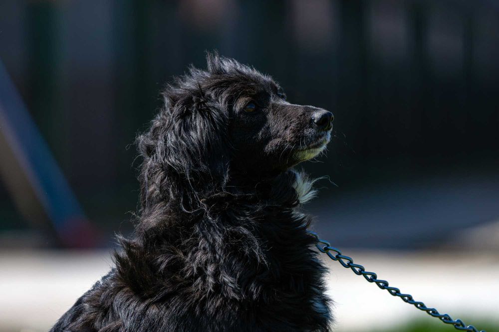 Собачка (4 года) в добрые руки