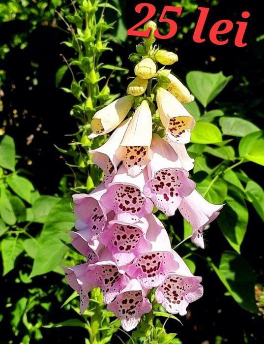 Iris,liliac,caldaruse garofite, salba japoneza plante suculente  etc.