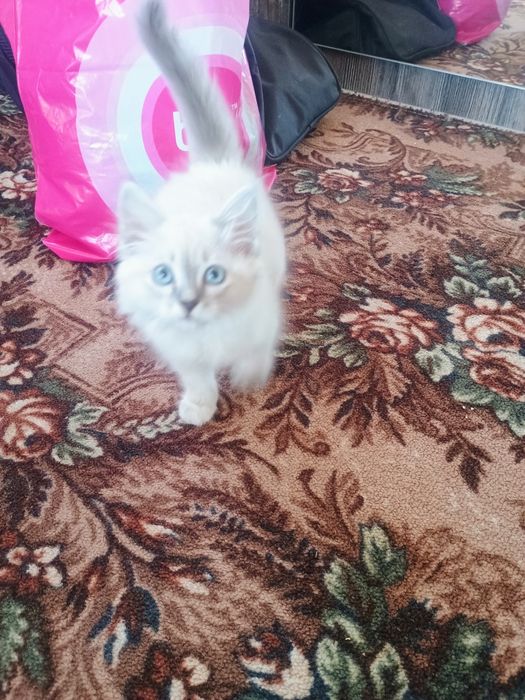 Отдам котенка в добрые руки