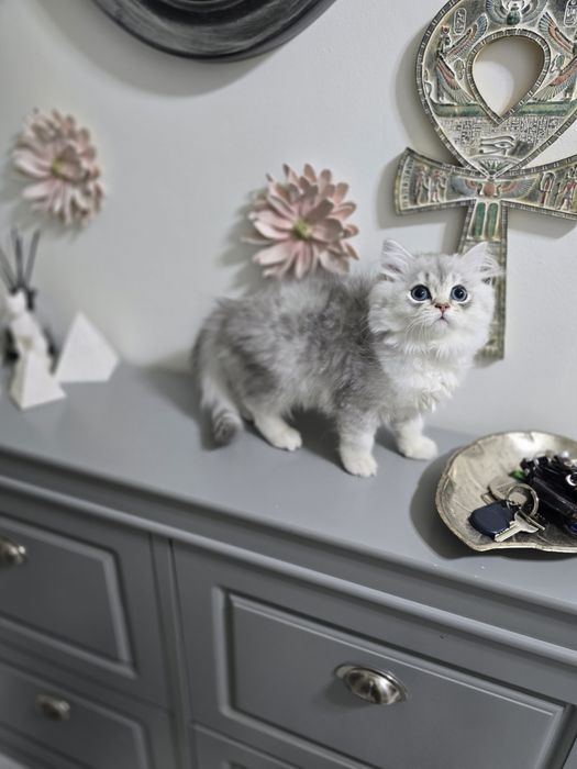 Pui pisică british longhair