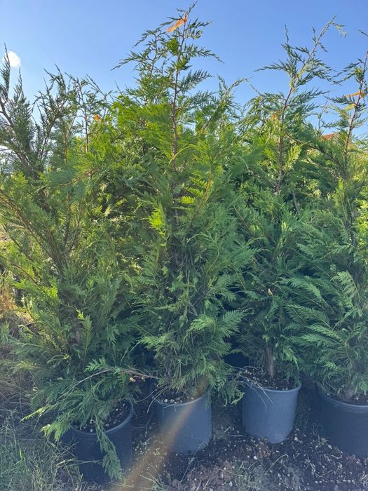 Palmieri  copaci  bambus  plante