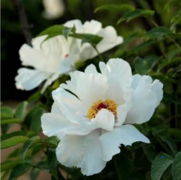 Цветы.     Цветы