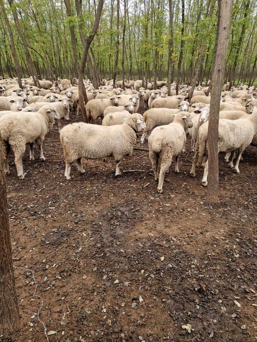 De vanzare 300 oi, 1000 lei/buc la alegere