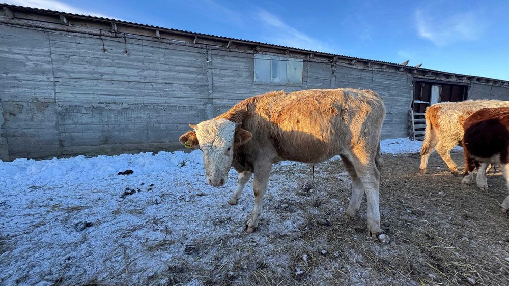Продаются бычки-производители пароды симментал