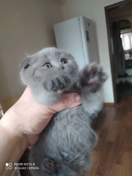 Продам вислоухих шотландских котят
