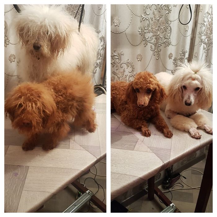 Стрижка собаки..