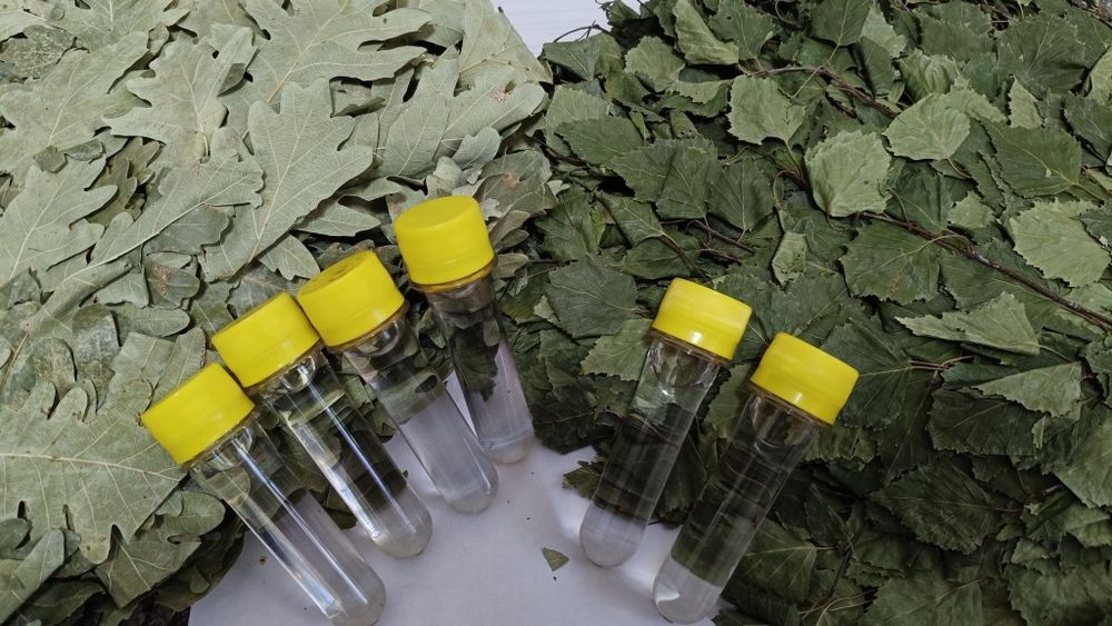 Масла хвои и веники