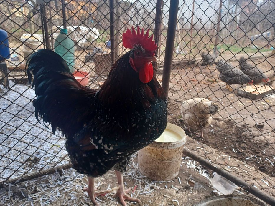 Ouă de sussex porțelan