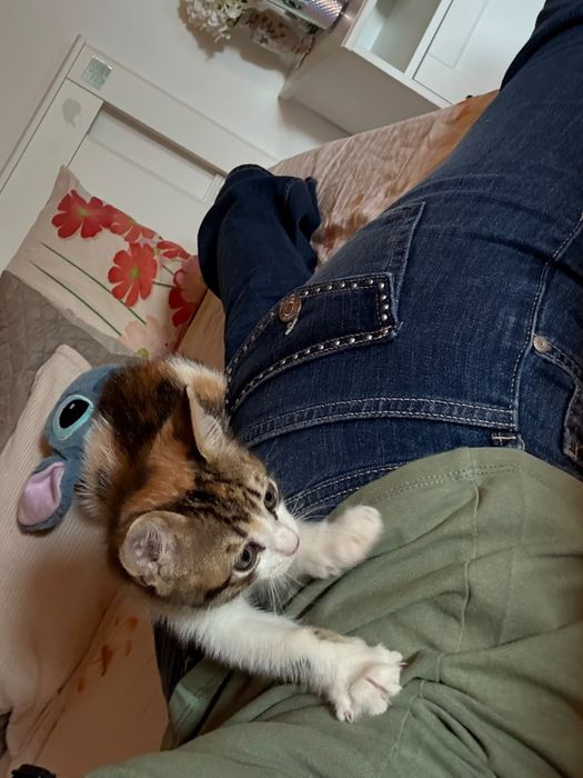 Котенце на два месеца. Момиче.