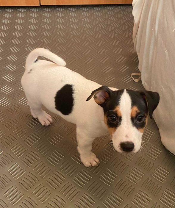 Продават се Джак Ръсели