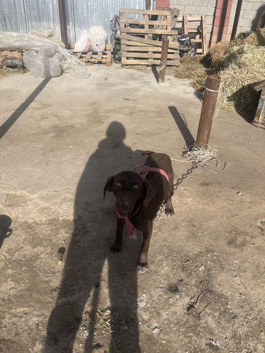 Продам сабаку куцхар