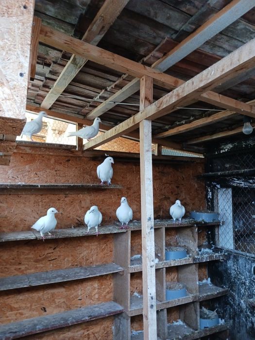 Porumbei voiajori albi