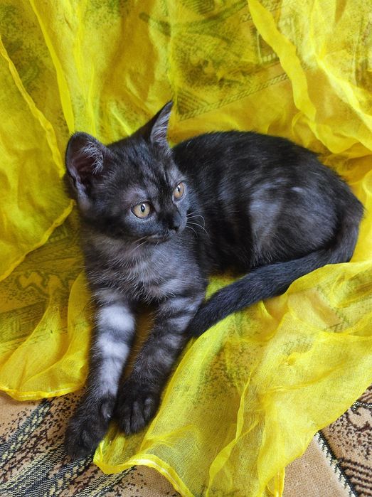 Котёнок шотланка девочка
