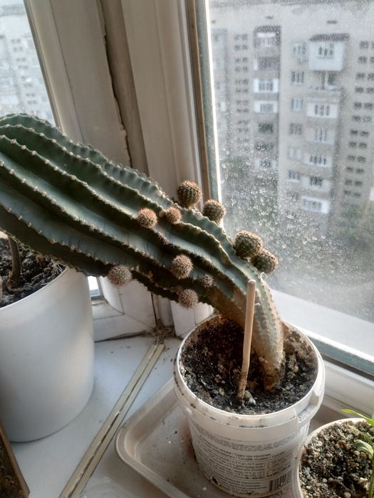 Кактусы детки комнатные