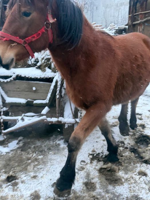 Vând mânză murgă