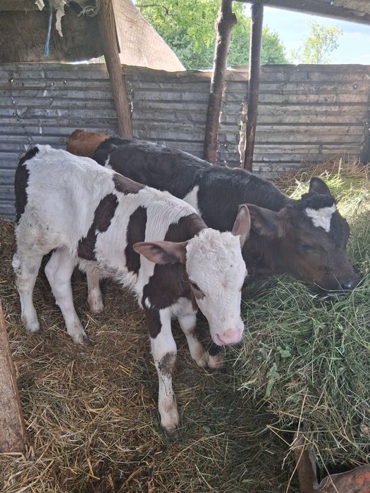 De vânzare 3 tăuraș