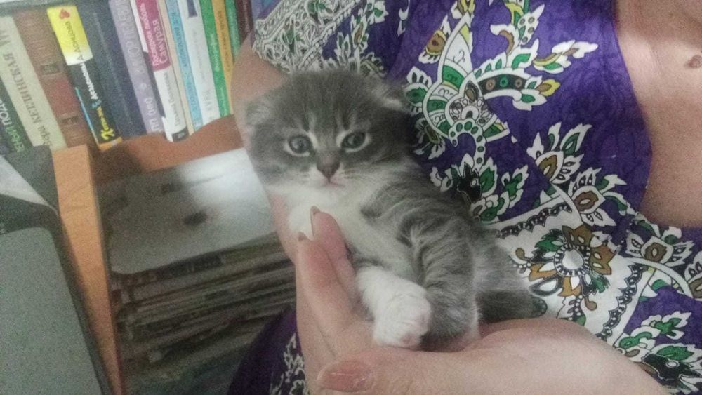 Котенок вислоухий, абсолютно здоровый, от привитой мамы