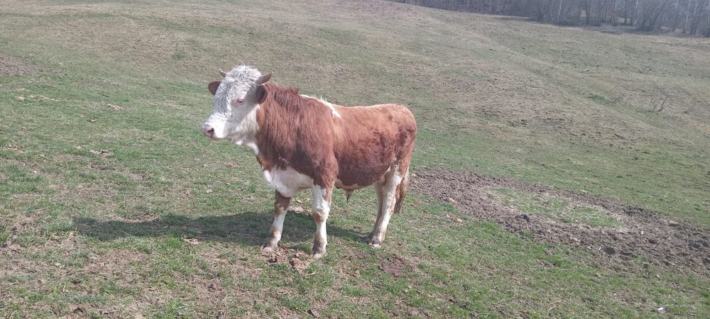 Vand taur de 1 an jumate