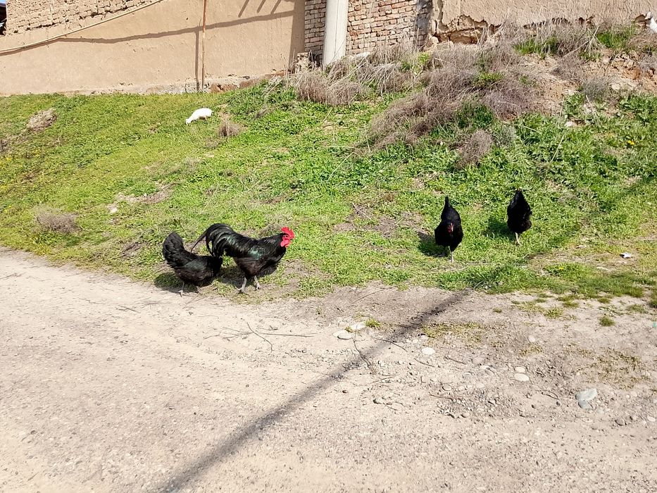 Австролоп жужалари.