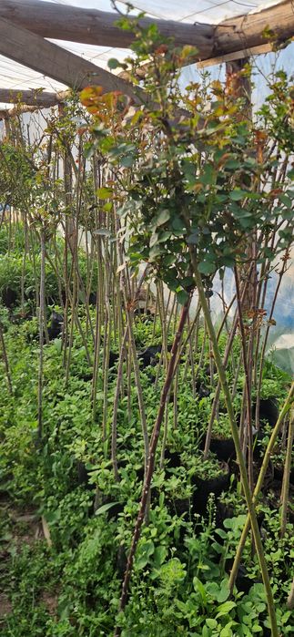 Саженцы в горшочке