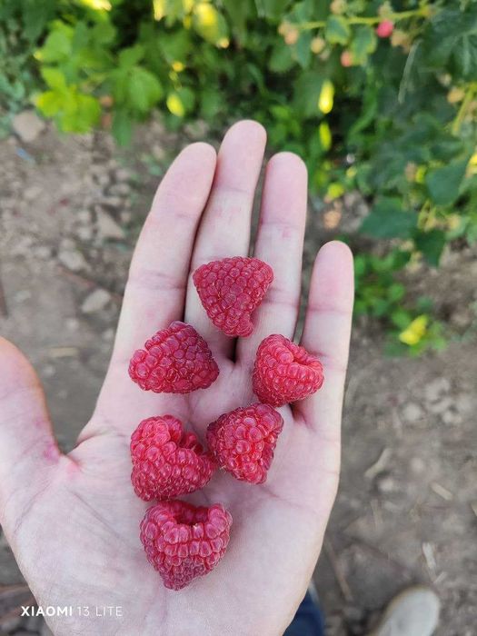 Малина Маравилла,Делнива,Енросадира,Полка,Полана.