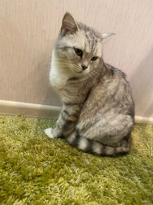 Кошечка полубританка