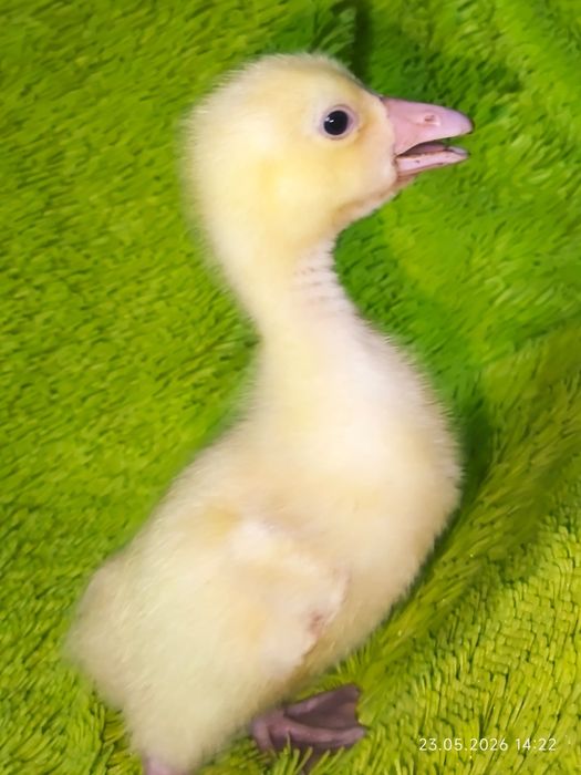 Продам недельных гусят