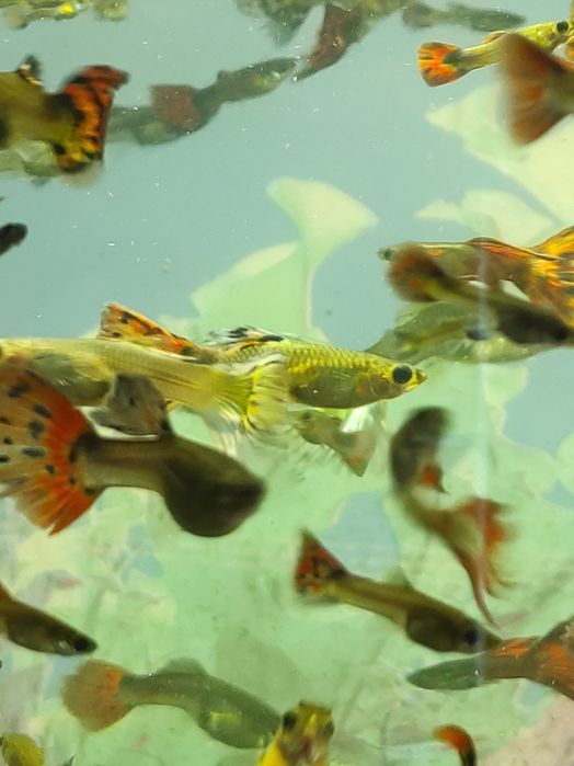 Аквариумные рыбки гуппи