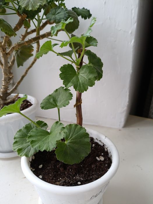 Цветы комнатные .